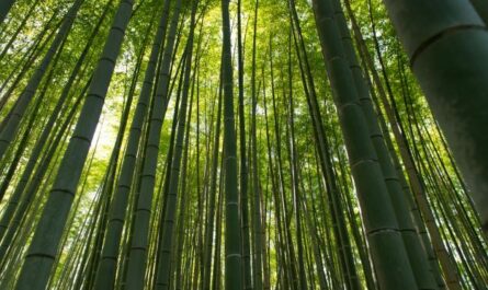 Bambú Japonés